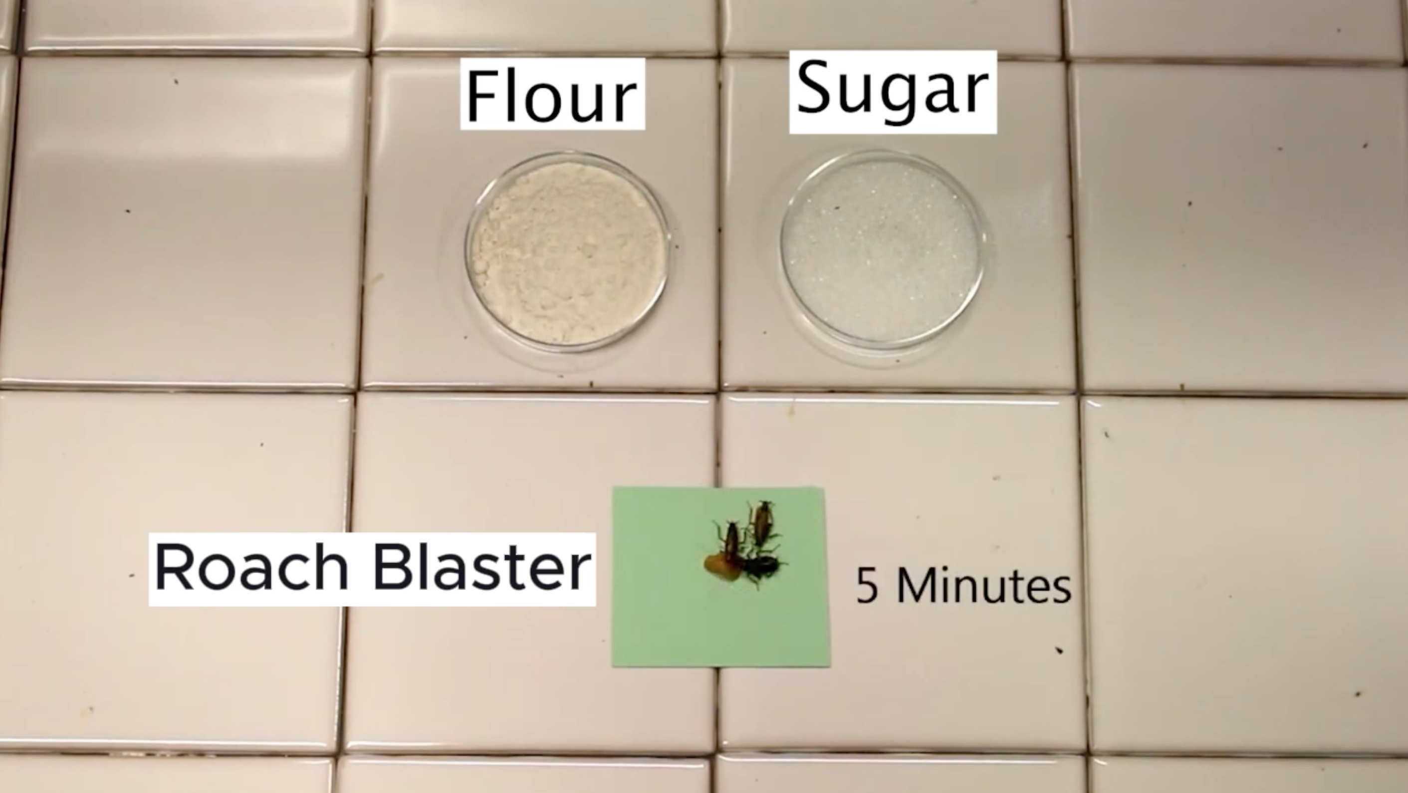 Load video: This video shows how the RoachBane Cockroach Gel Bait formulation quickly attracts cockroaches, even in situations with existing food sources such as flour and sugar.